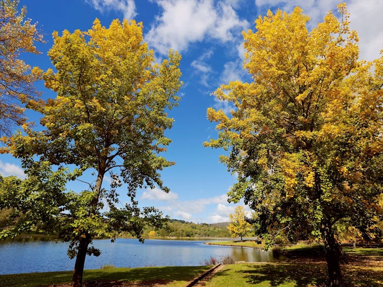 Lake Canobolas foreshore