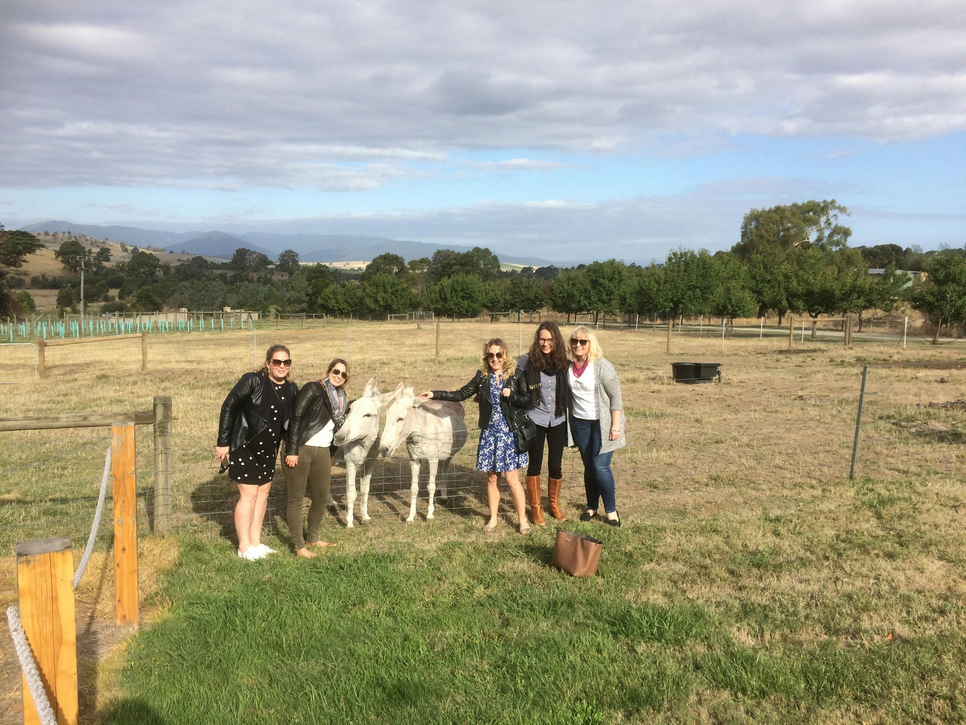 Resident winery Donkeys being patted by a group of visitors