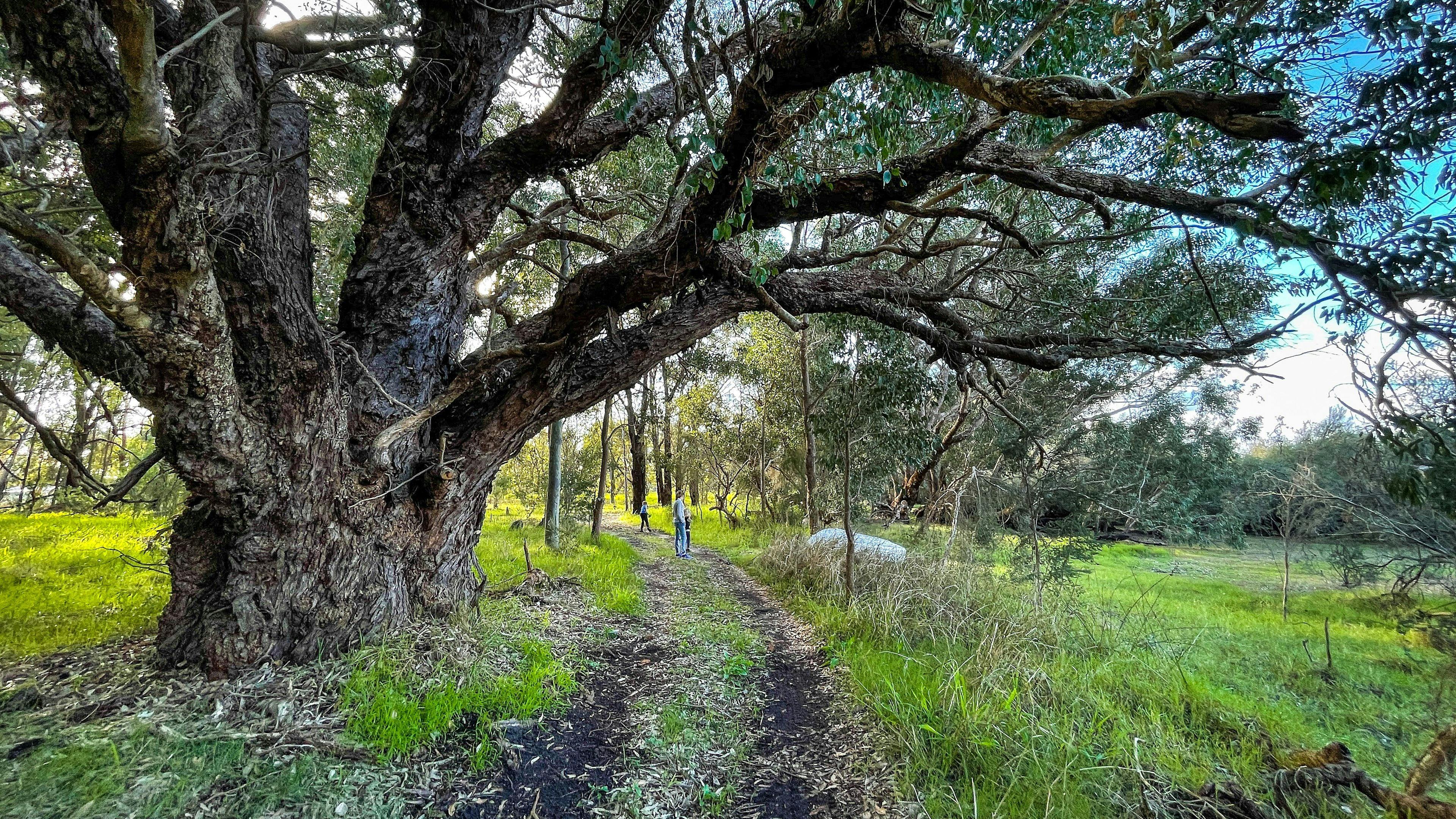 Rose’s Reserve