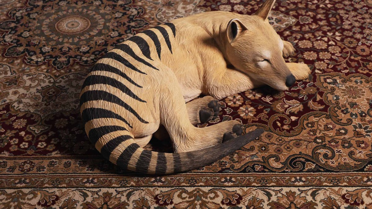 A tasmanian tiger sleeping on a persian style rug.