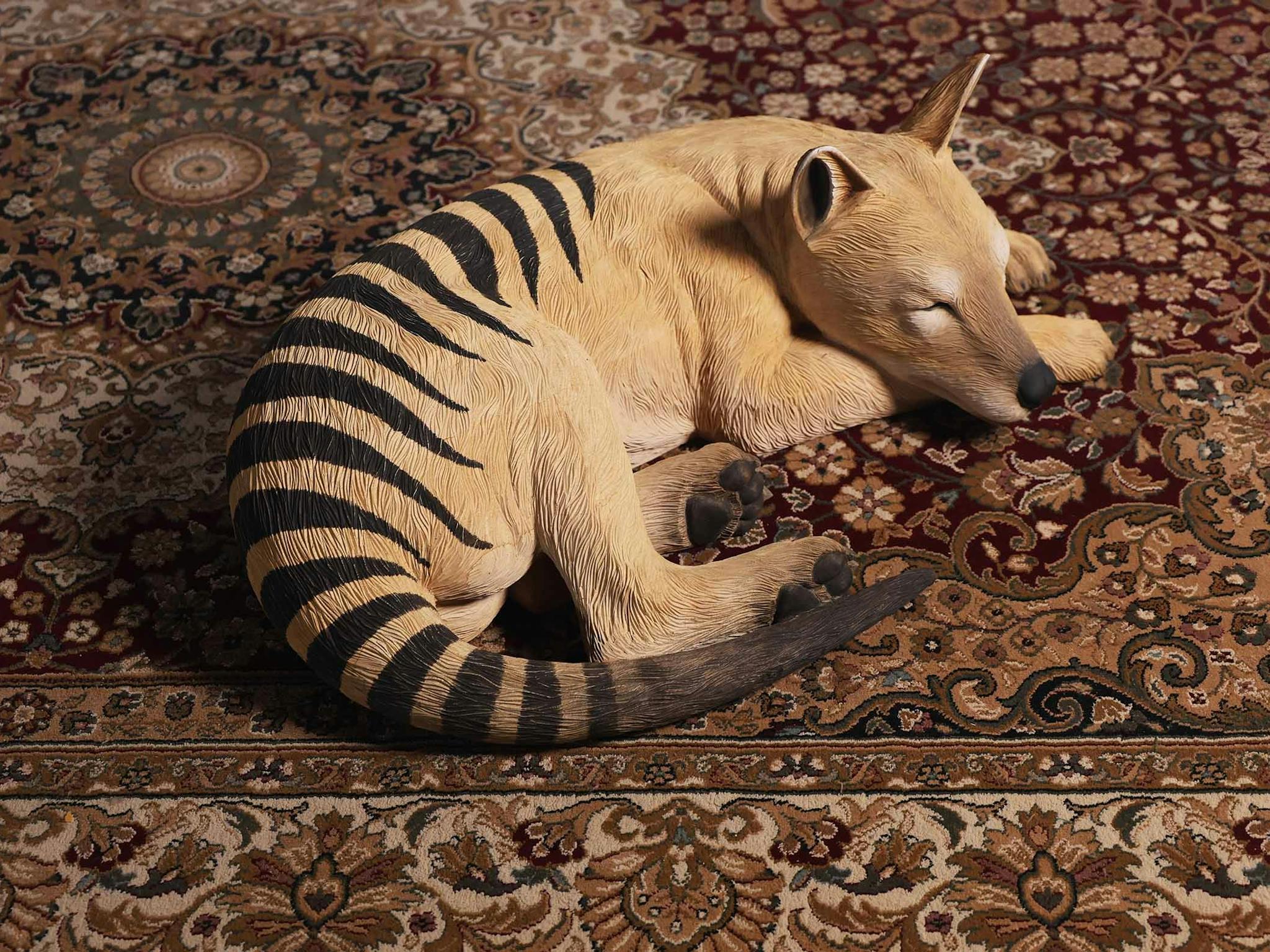 A tasmanian tiger sleeping on a persian style rug. A tasmanian tiger sleeping on a persian style rug.
