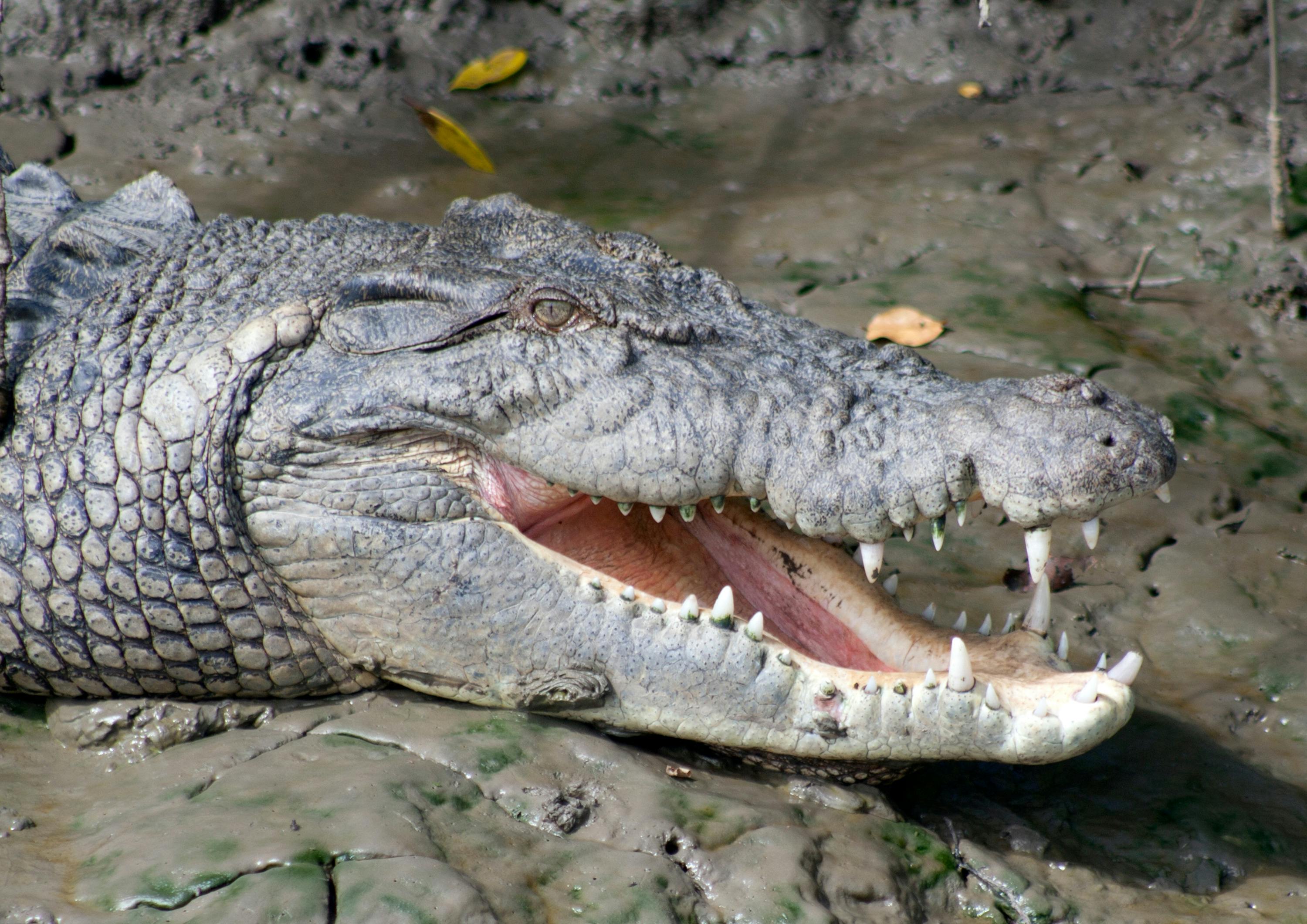 Crocodile on Proserpine River