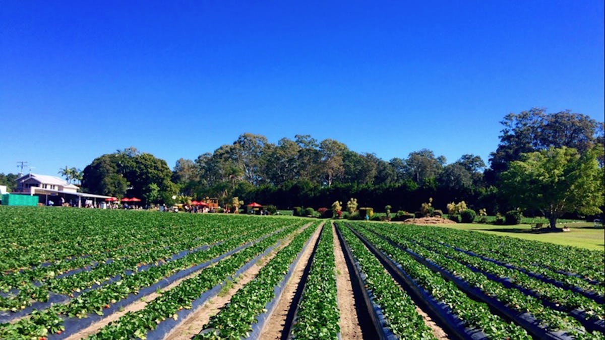 Strawberry Fields