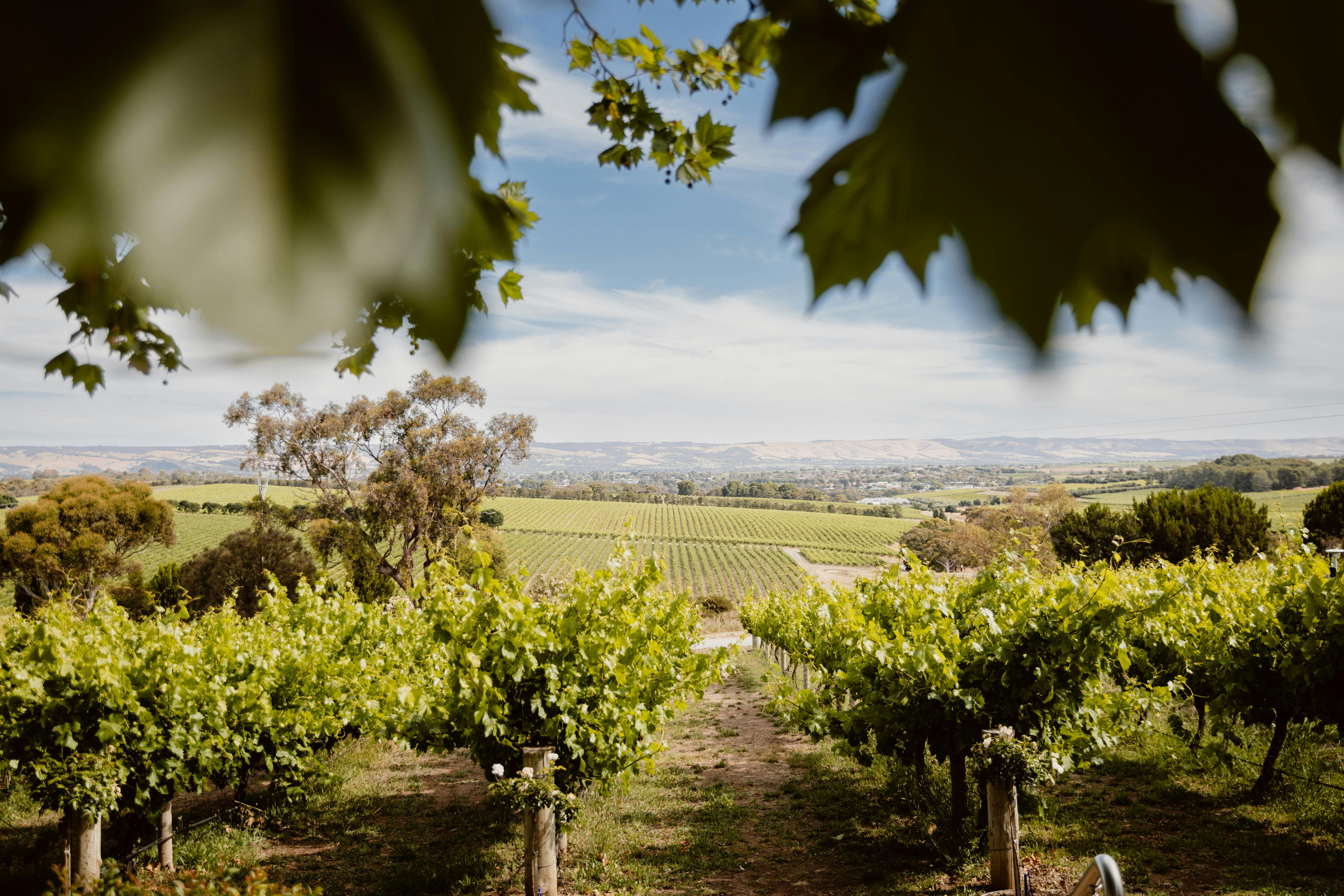 McLaren Vale Vineyard Views