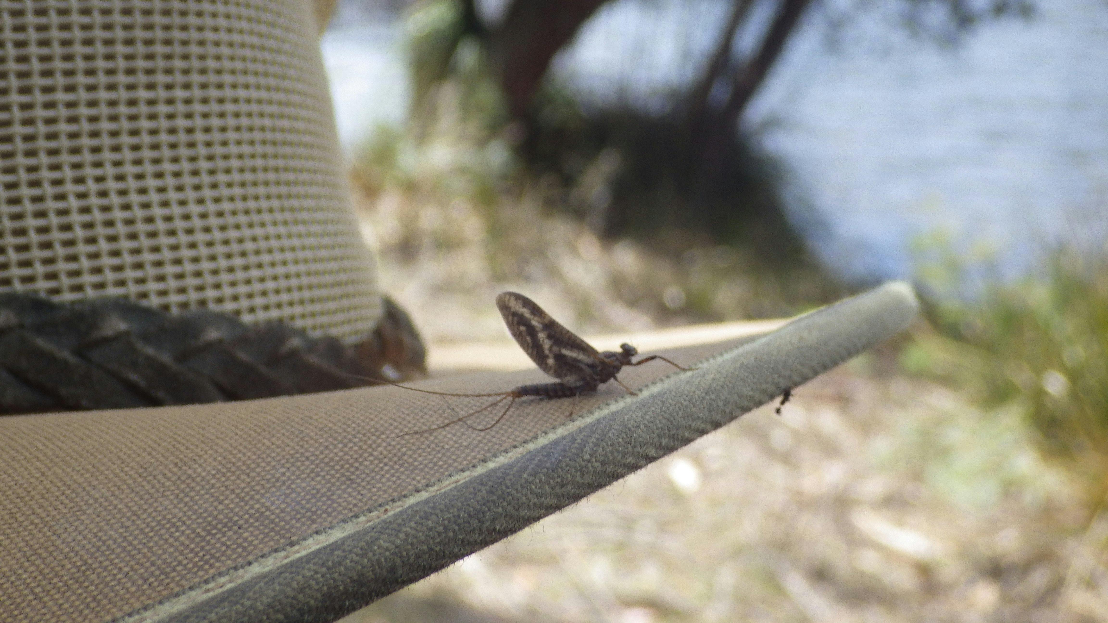 mayfly on hat sitting out of wind