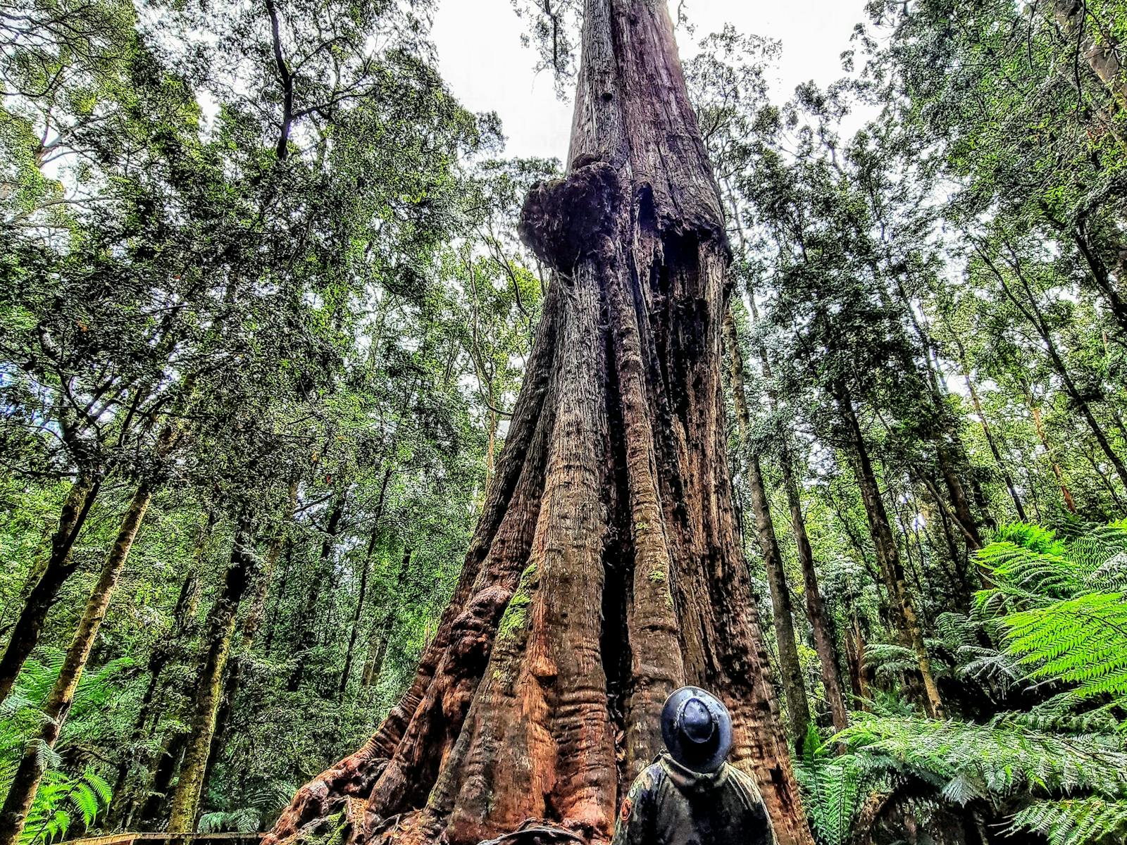 The Big Tree - Mawbanna, North West Tasmania