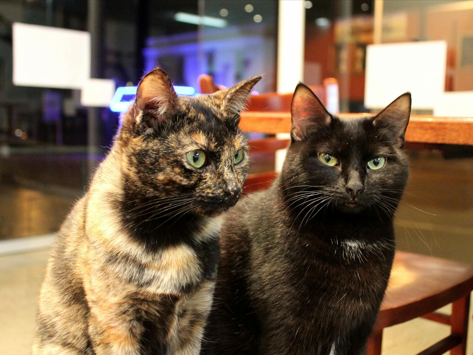 Hobart Cat Cafe cats Motley and Tessa