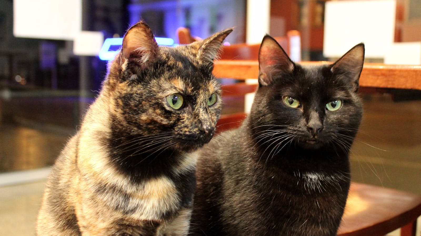 Motley and Tessa at the Hobart Cat Cafe