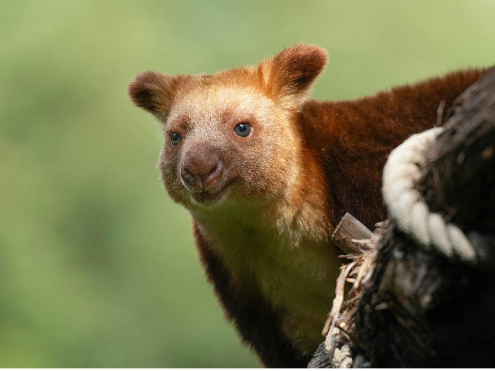 Tree Kangaroo