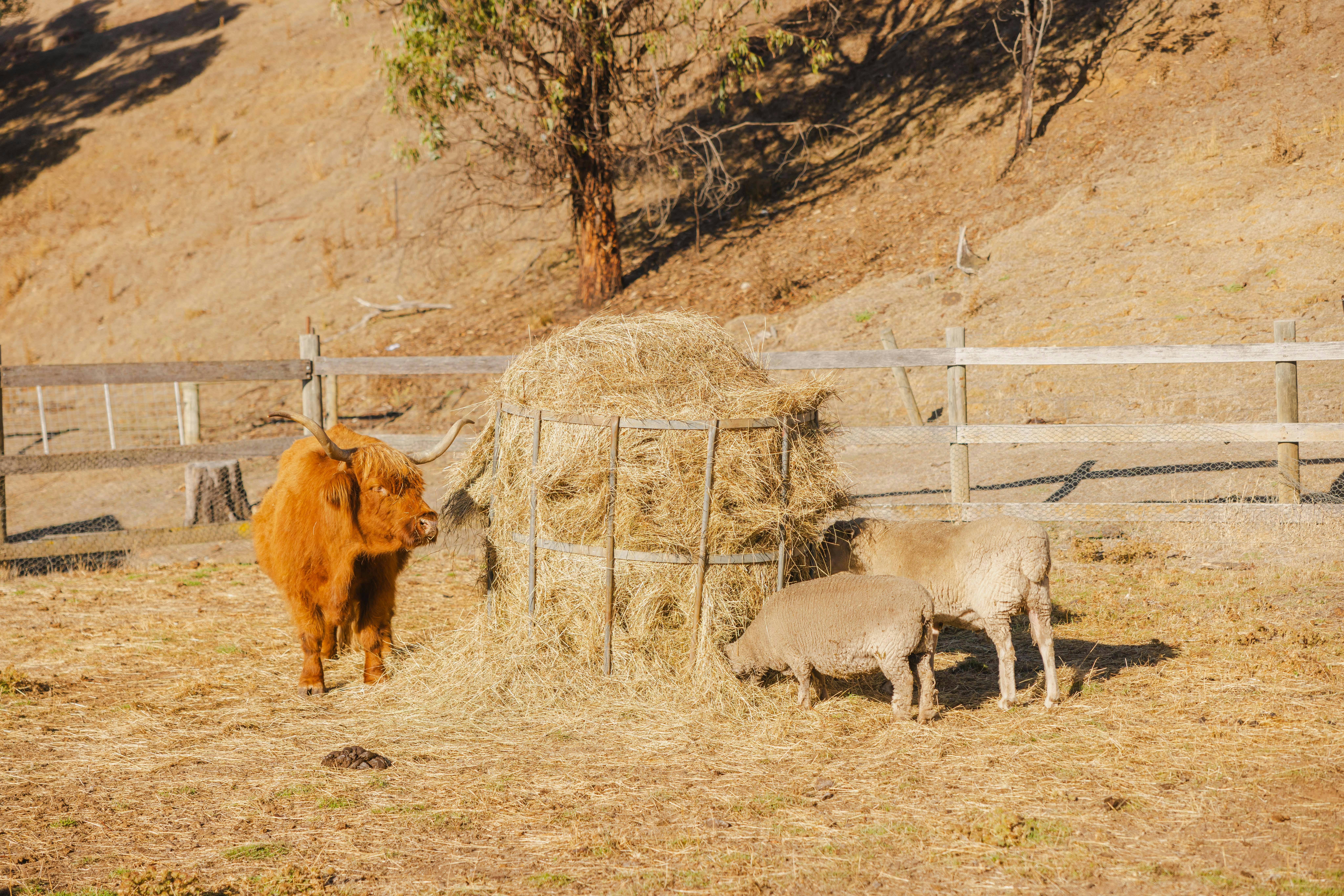 Farm Animals at Apricus Launceston Restaurant