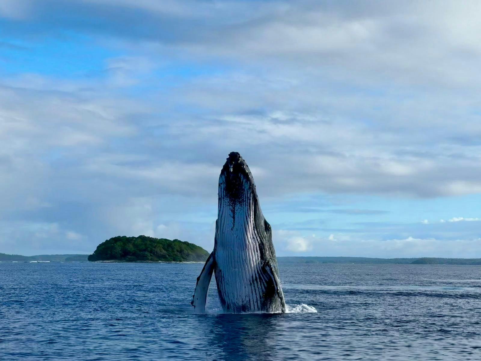 Whale