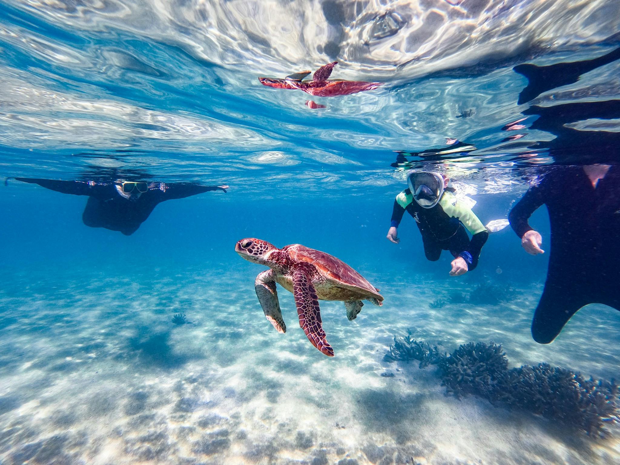Snorkellers swimming with a Green Sea Turtle
