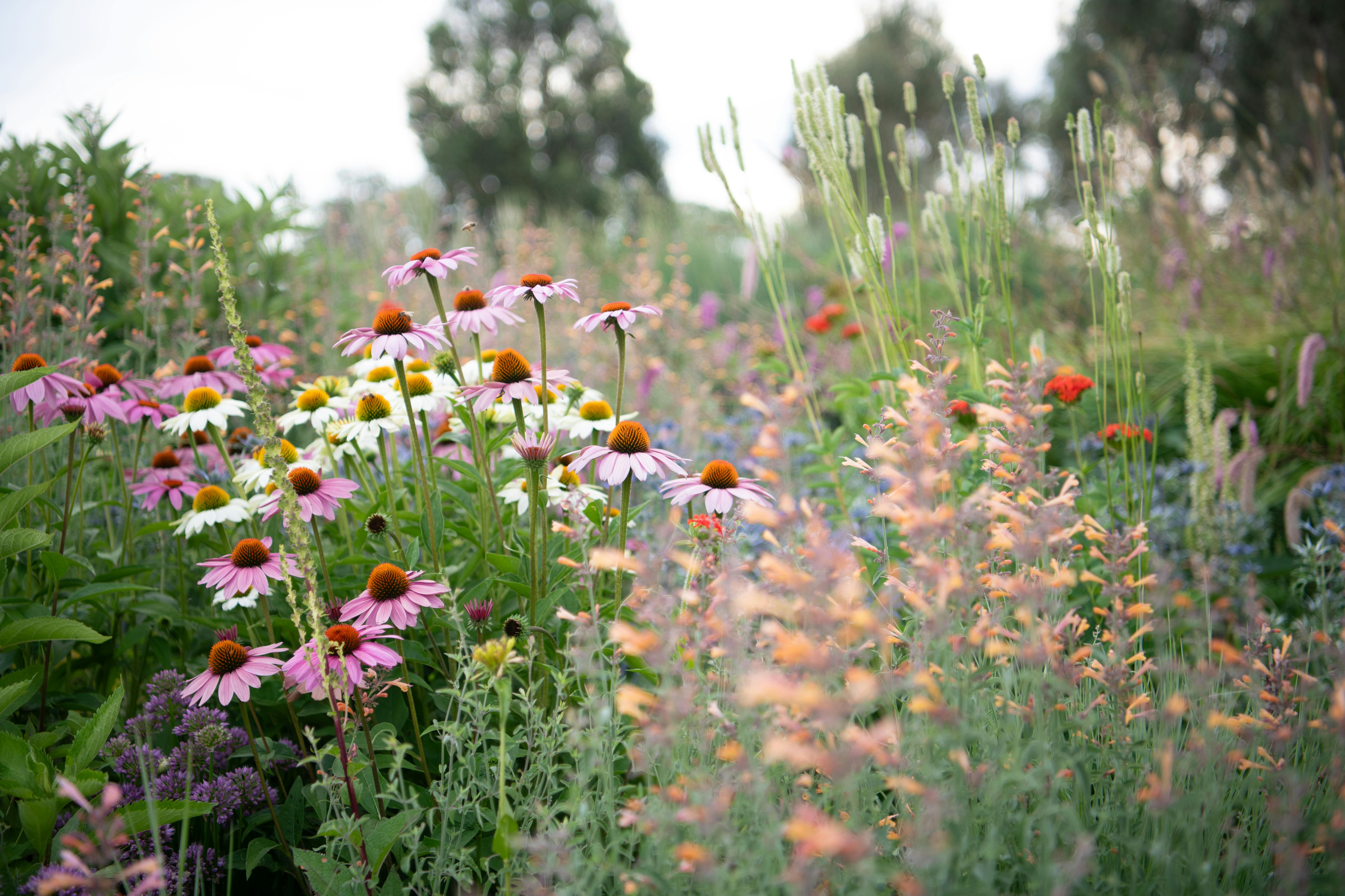 Open Gardens Victoria - The Barwitian Garden, image of perennial flowers