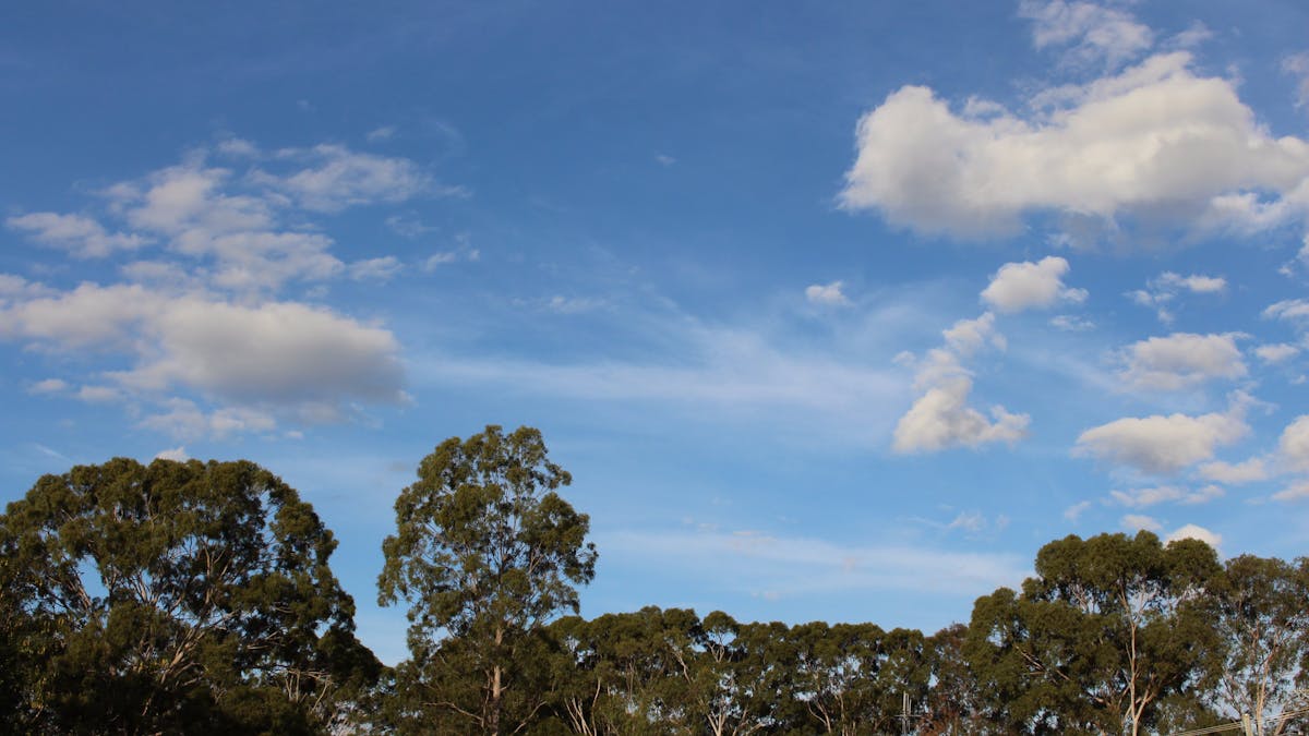 Native trees, blue sky.