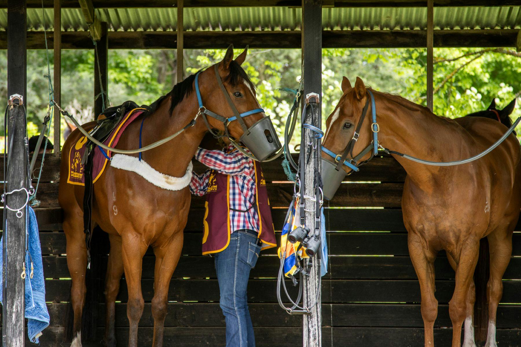Healesville Picnic Races - Healesville Cup