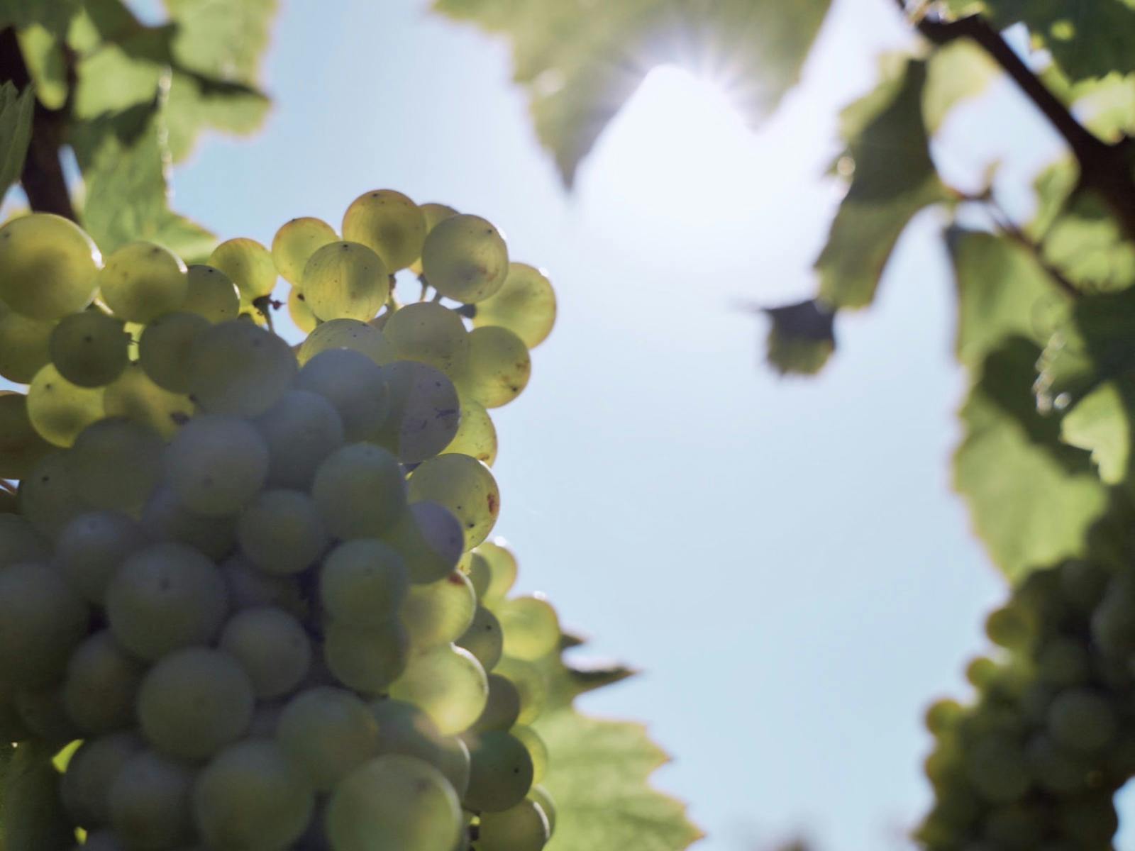 grapes from vineyard
