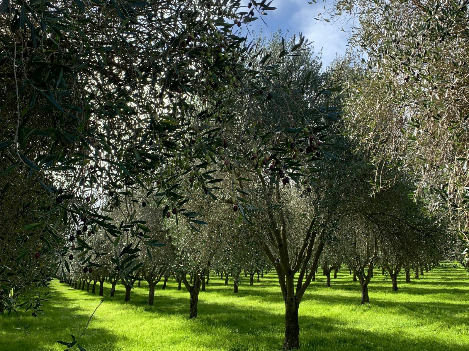 Peninsula Providore Olive Grove Discovery Tour