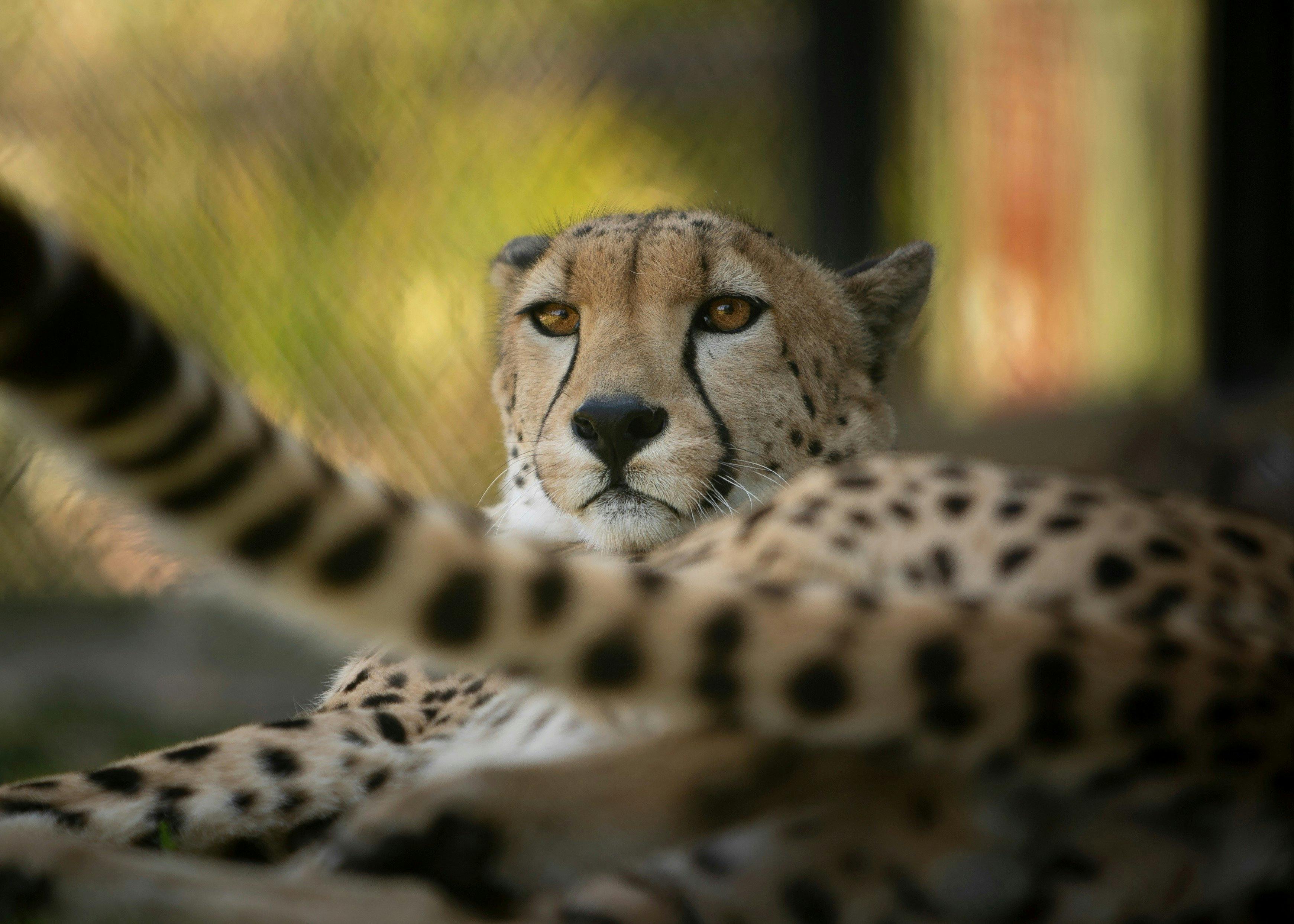 More than just Aussie animals, Symbio is home to exotic and farmyard too.