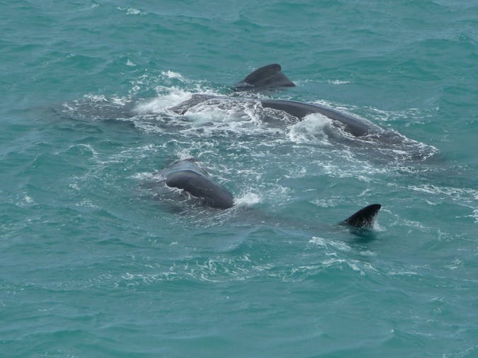 5 Day Eyre Peninsula Australian Bight Whale Watching Tour SWTWW05