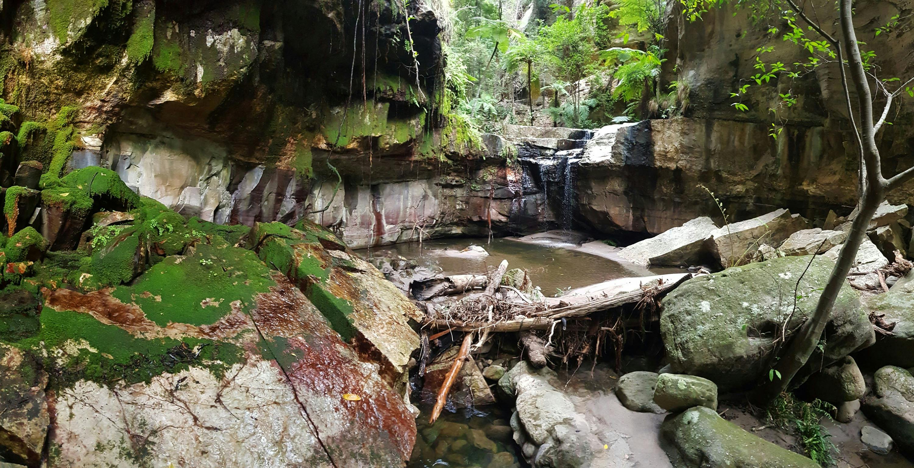 Moss Garden in Carnarvon Gorge