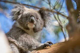 Wildlife Tours Australia - Victoria