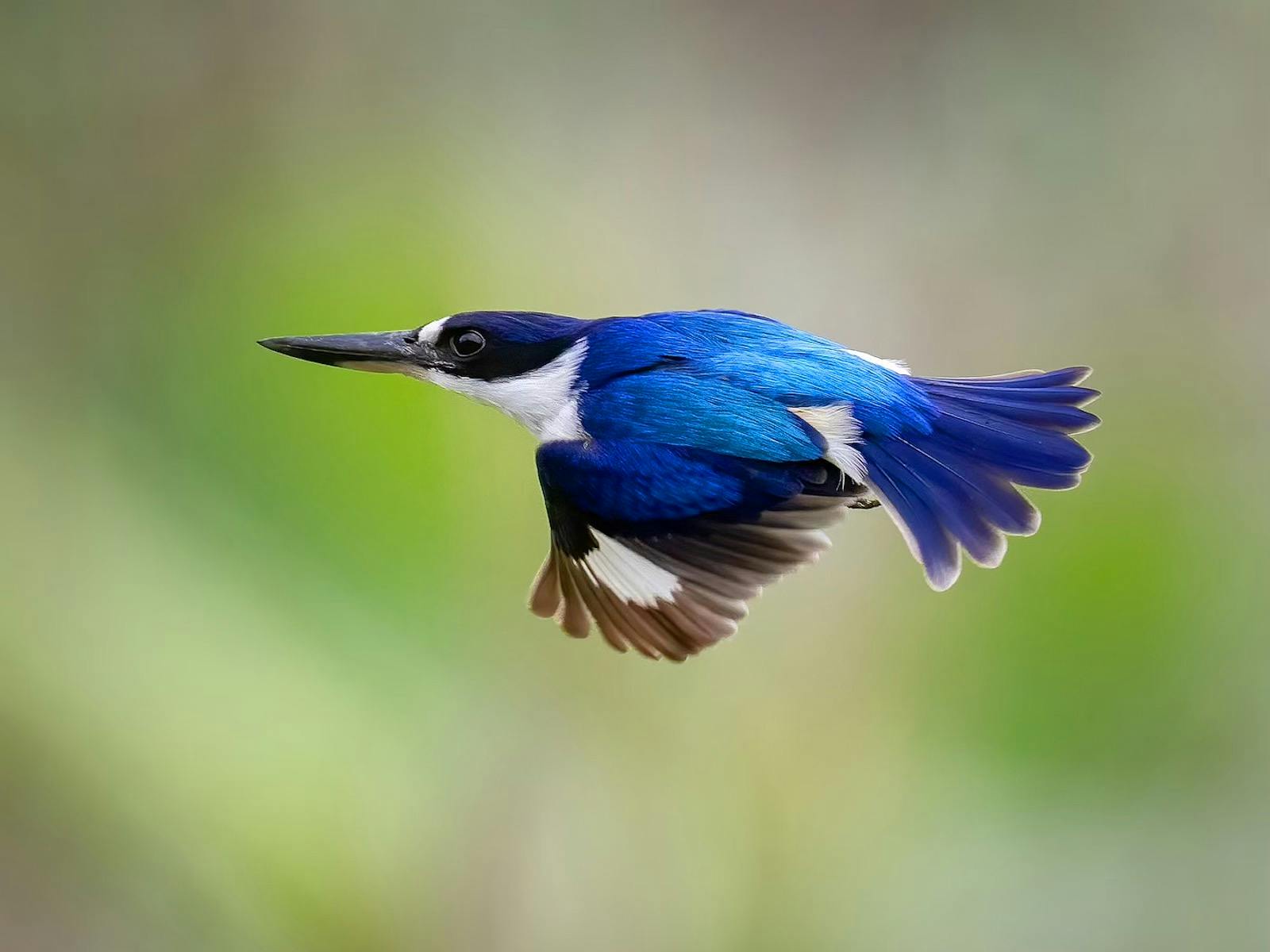 Forest Kingfisher, Todiramphus macleayii, at Fogg Dam, east of Darwin, Northern Territory