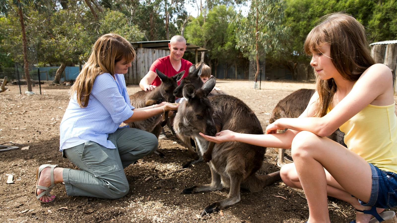 Hand feeding Kangaroos at Kangaroo Island Wildlife Park