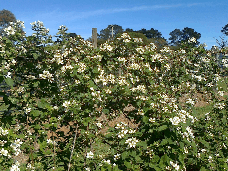 Silvanberries in Flower