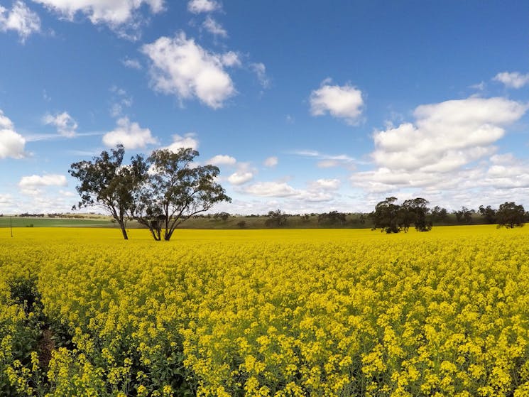 Canola
