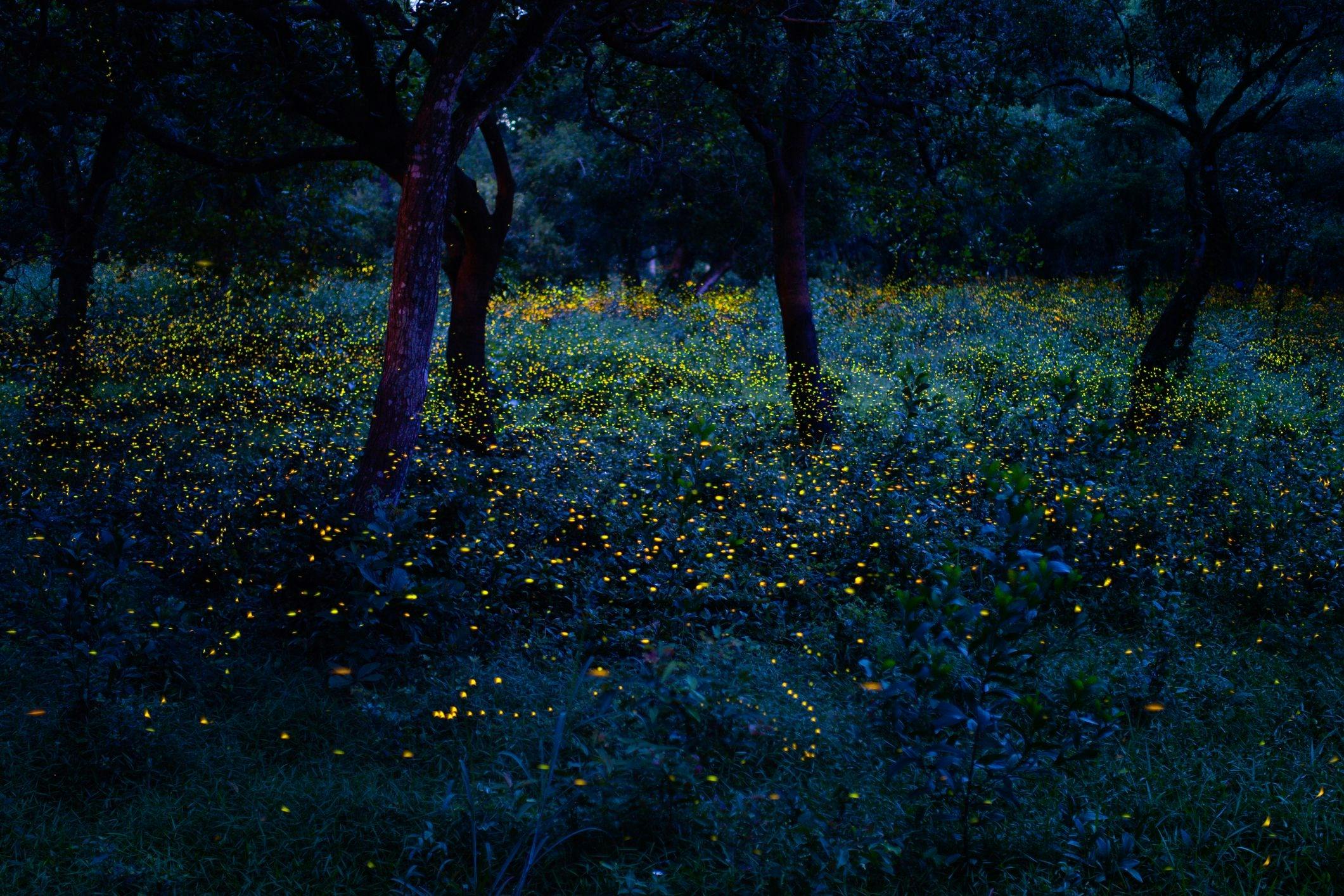 Fireflies