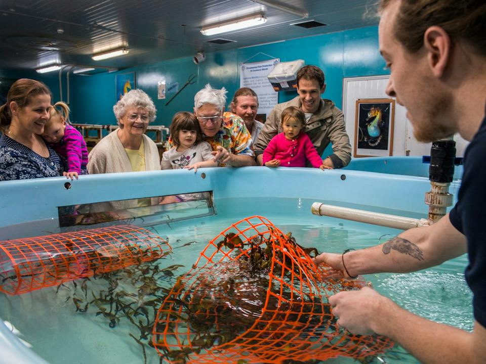 Guide showing seahorse growout tanks