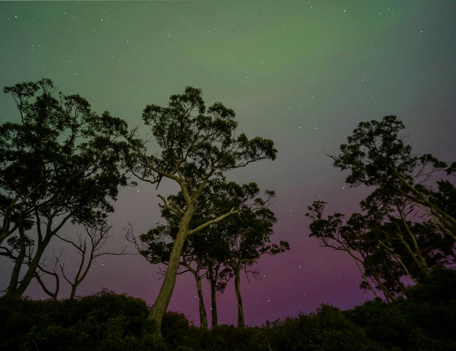 Soft pink and green aurora over silhouetted trees