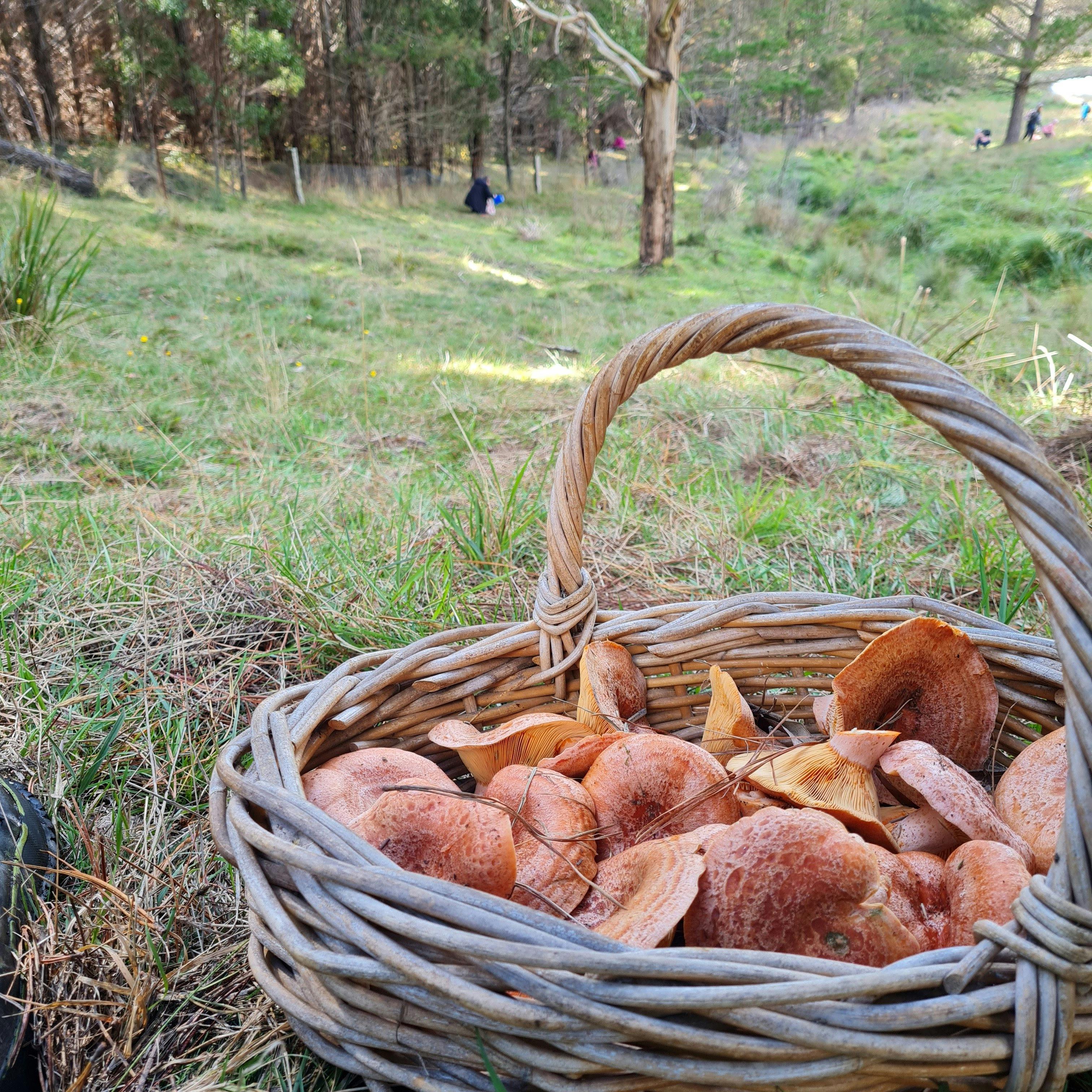 Wild Mushroom Hunt - Hampton State Forest