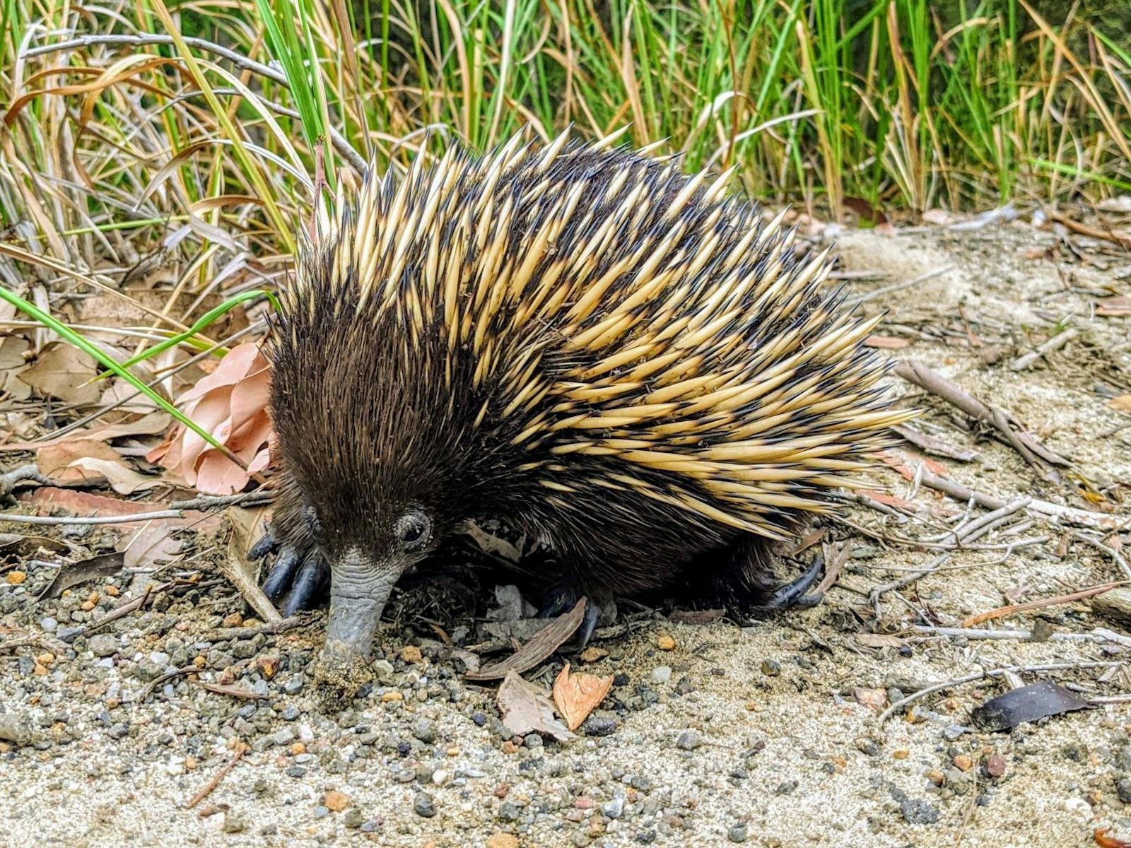 Echidna Sydney