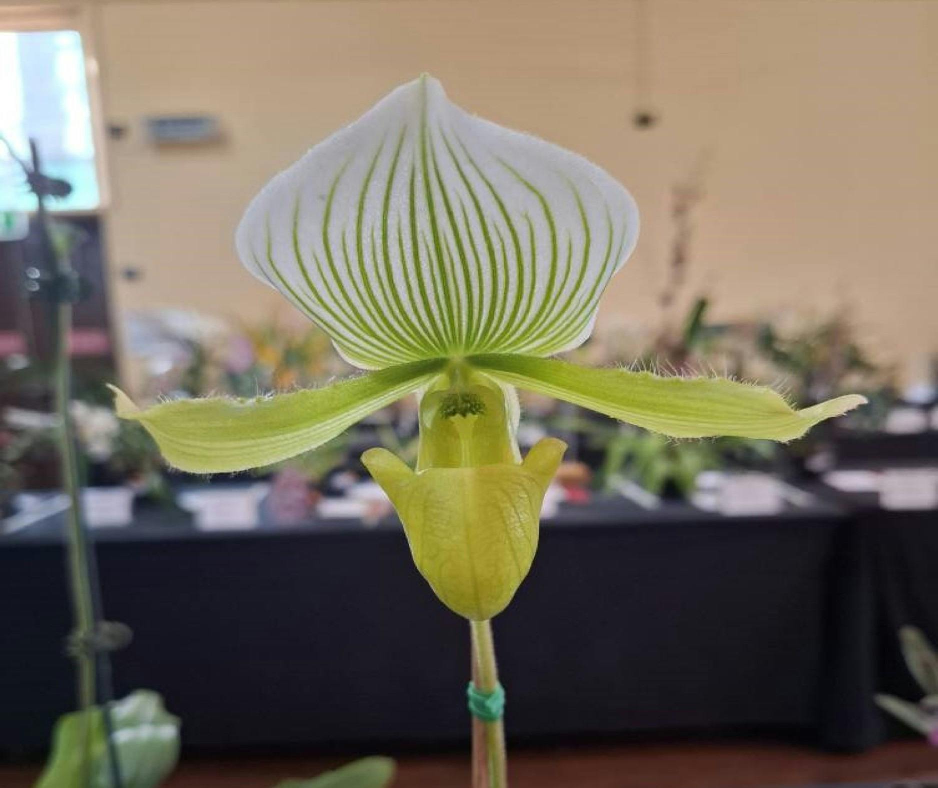Maitland & Coalfields District Orchid Society Spring Show