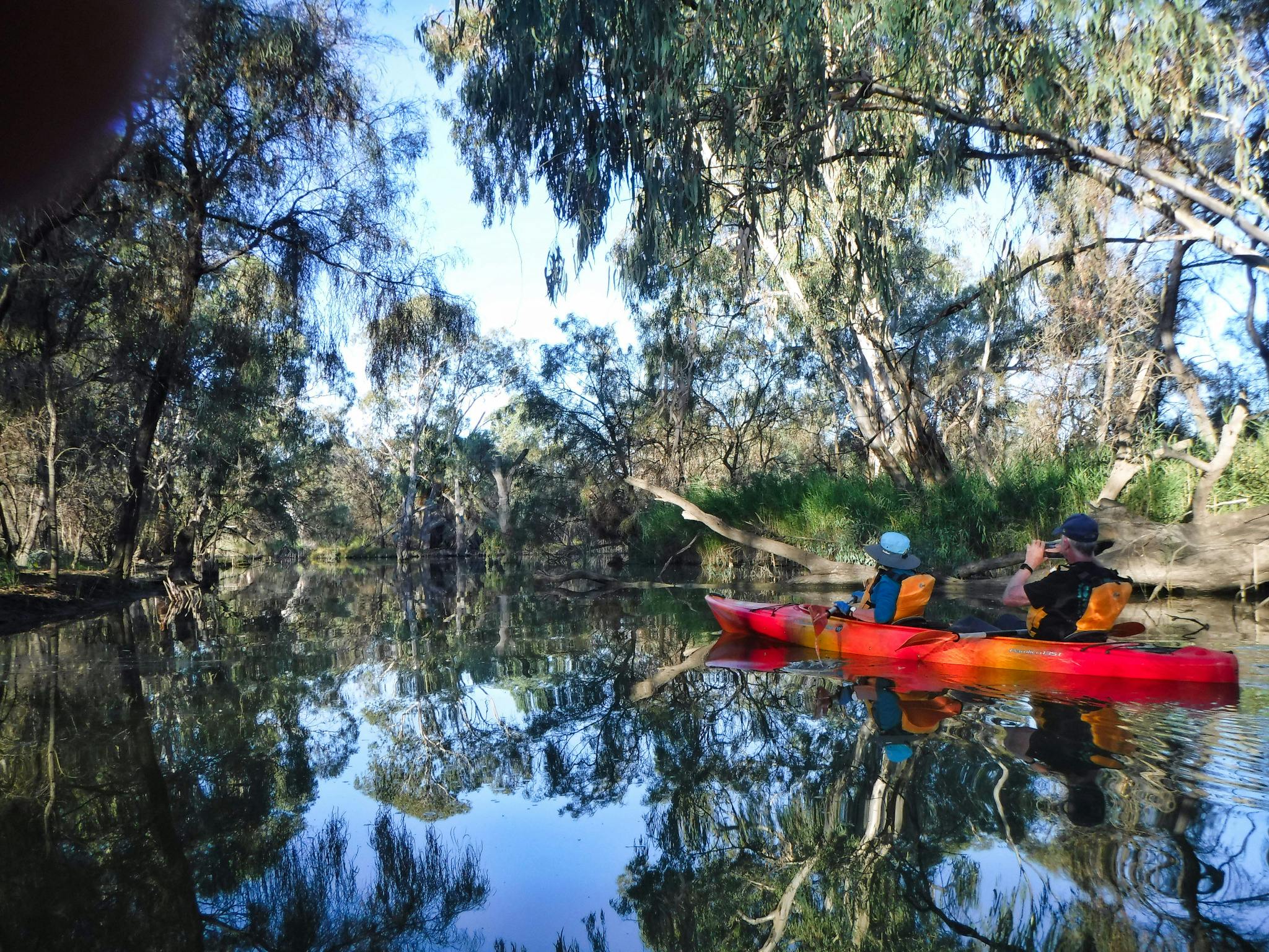 Kayak on narrow creek with overhanging redgums and lovely reflections
