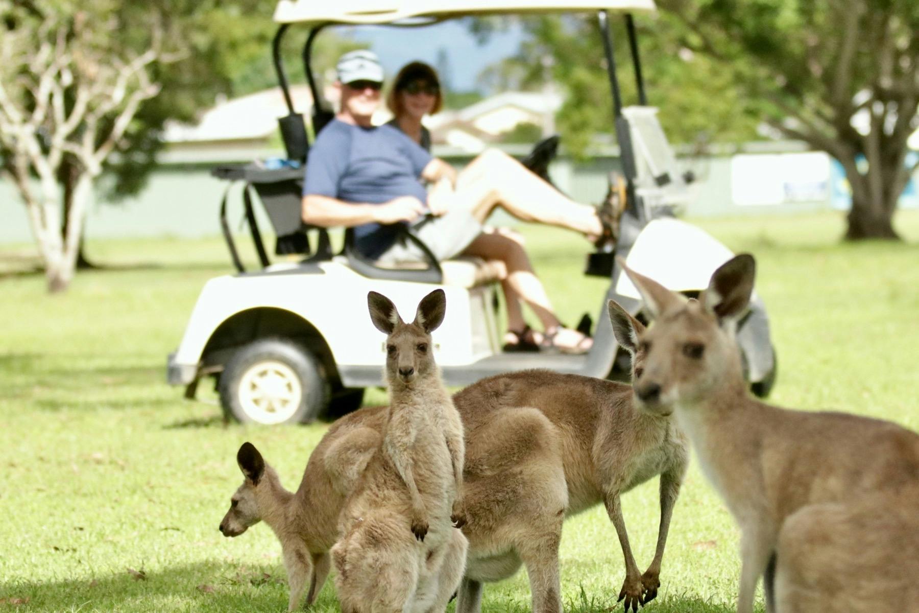 Cruise around in style with mob of Kangaroos. Seeing them in the wild is truly special