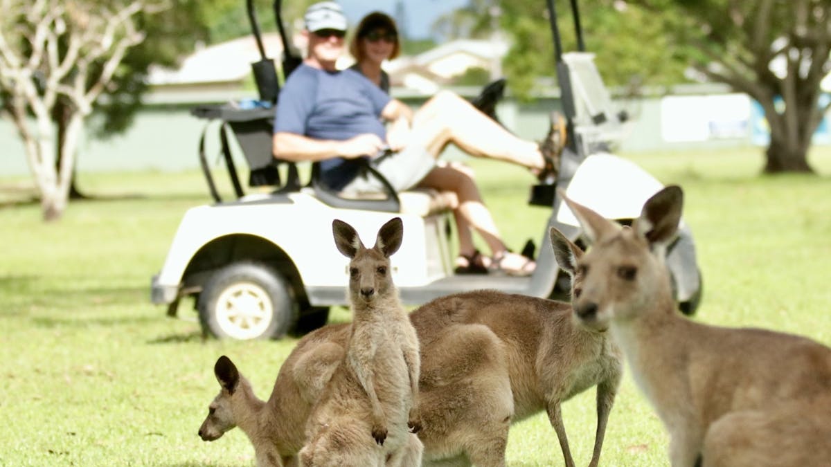 Cruise around in style with mob of Kangaroos. Seeing them in the wild is truly special