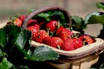 Bidgee Strawberries and Cream