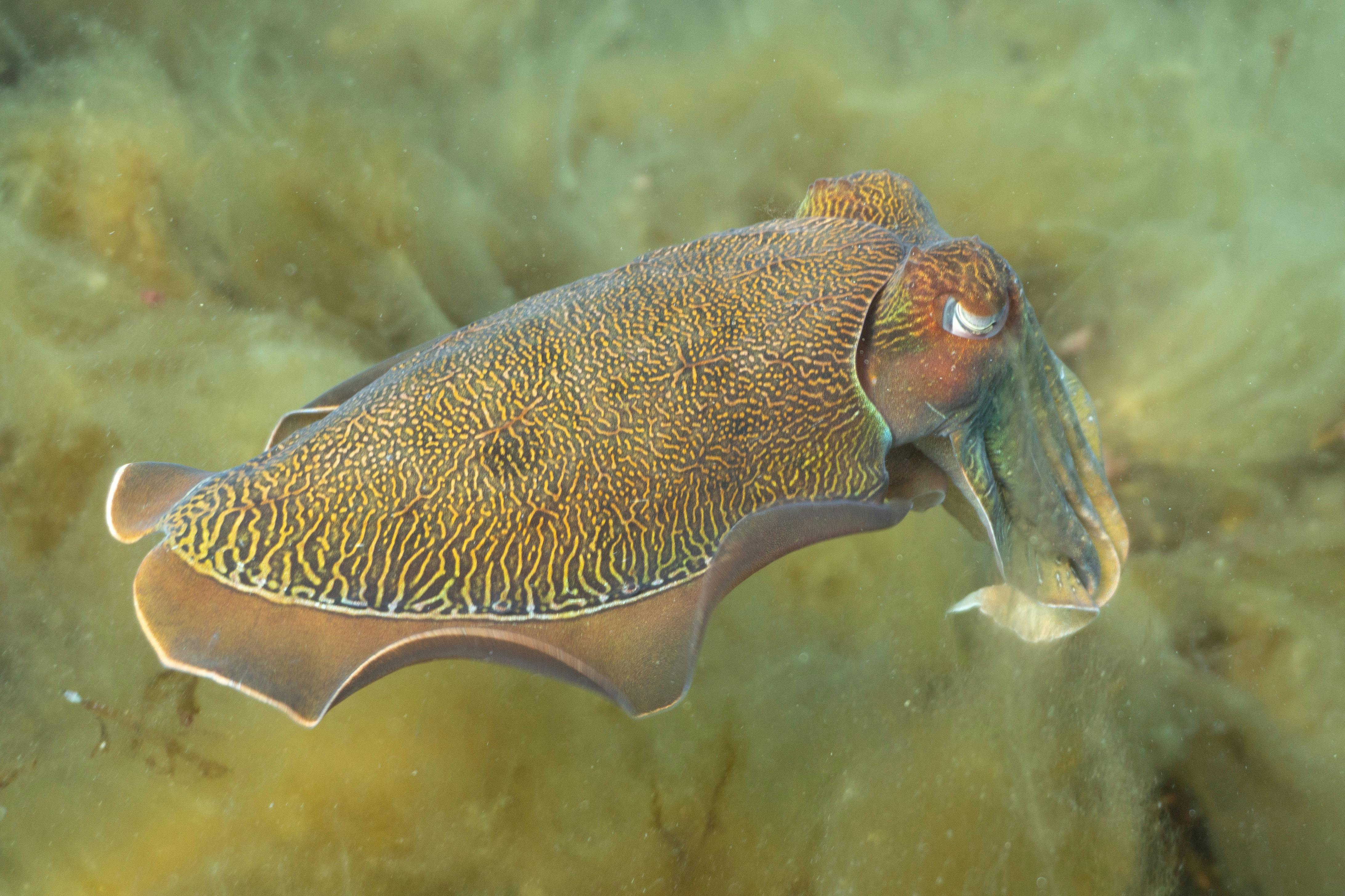 Snorkel with the Giant Australian Cuttlefish!