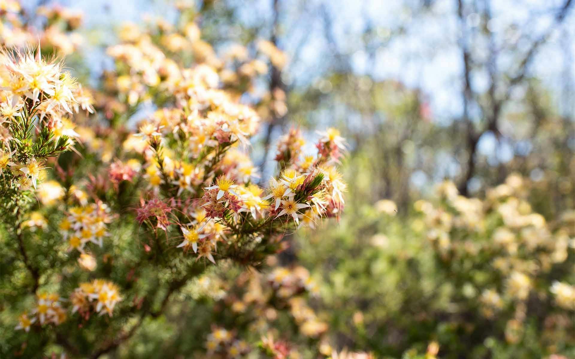 A bush of yellow, pink and white wildflowers