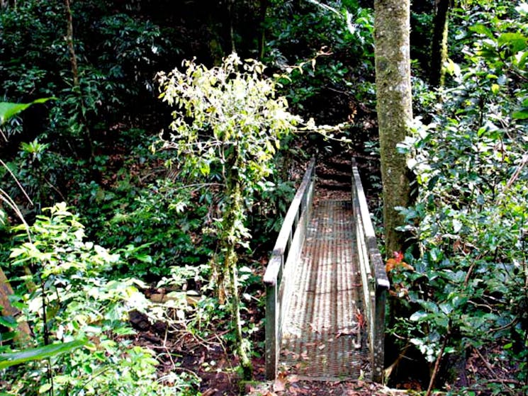 Culmaran Valley Track, Richmond Range National Park. Photo: J Atkins/NSW Government