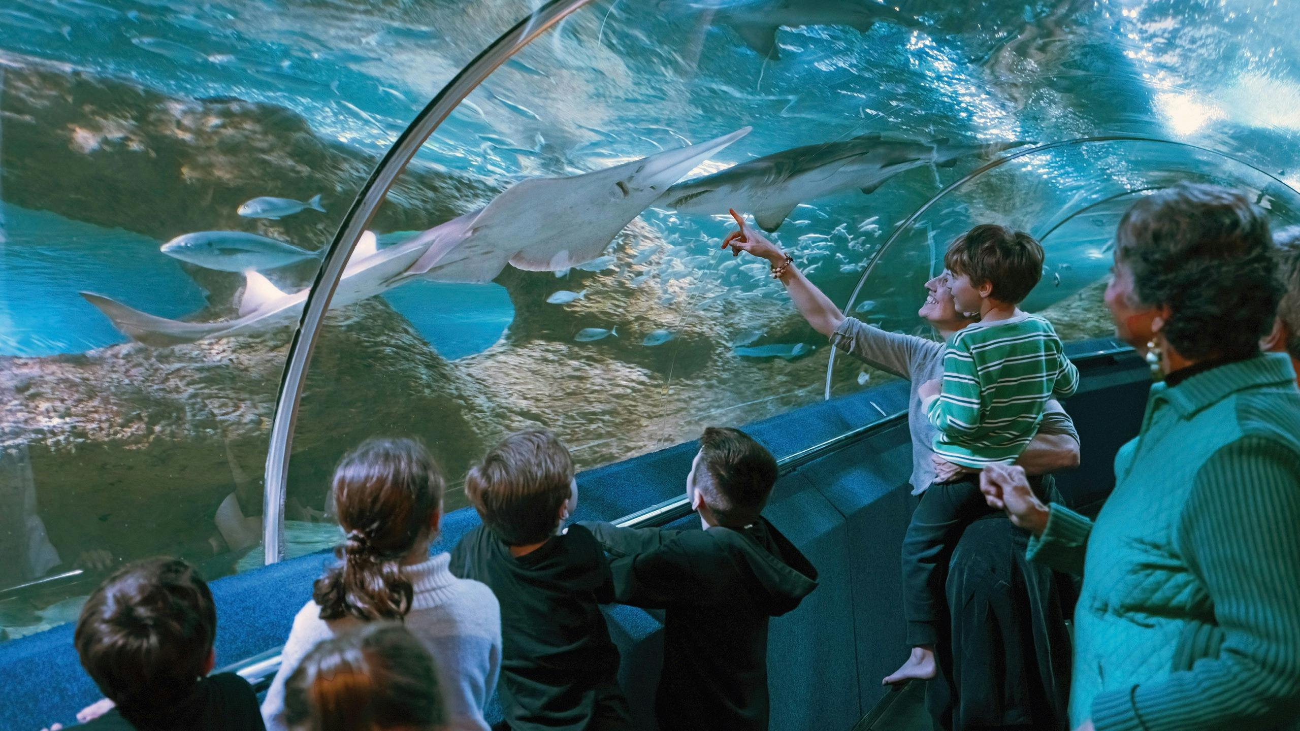 families enjoying large aquarium animals from underwater tunnel