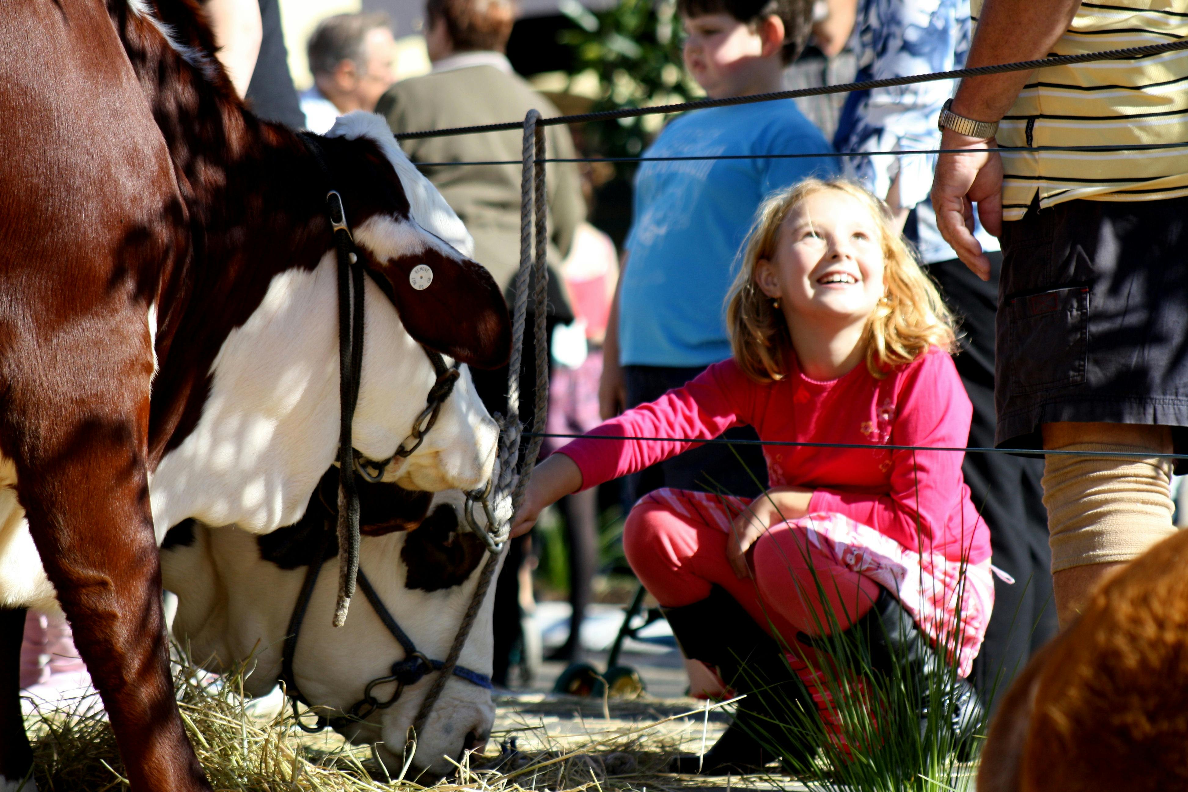 Girl in pink jumper patting a cow.