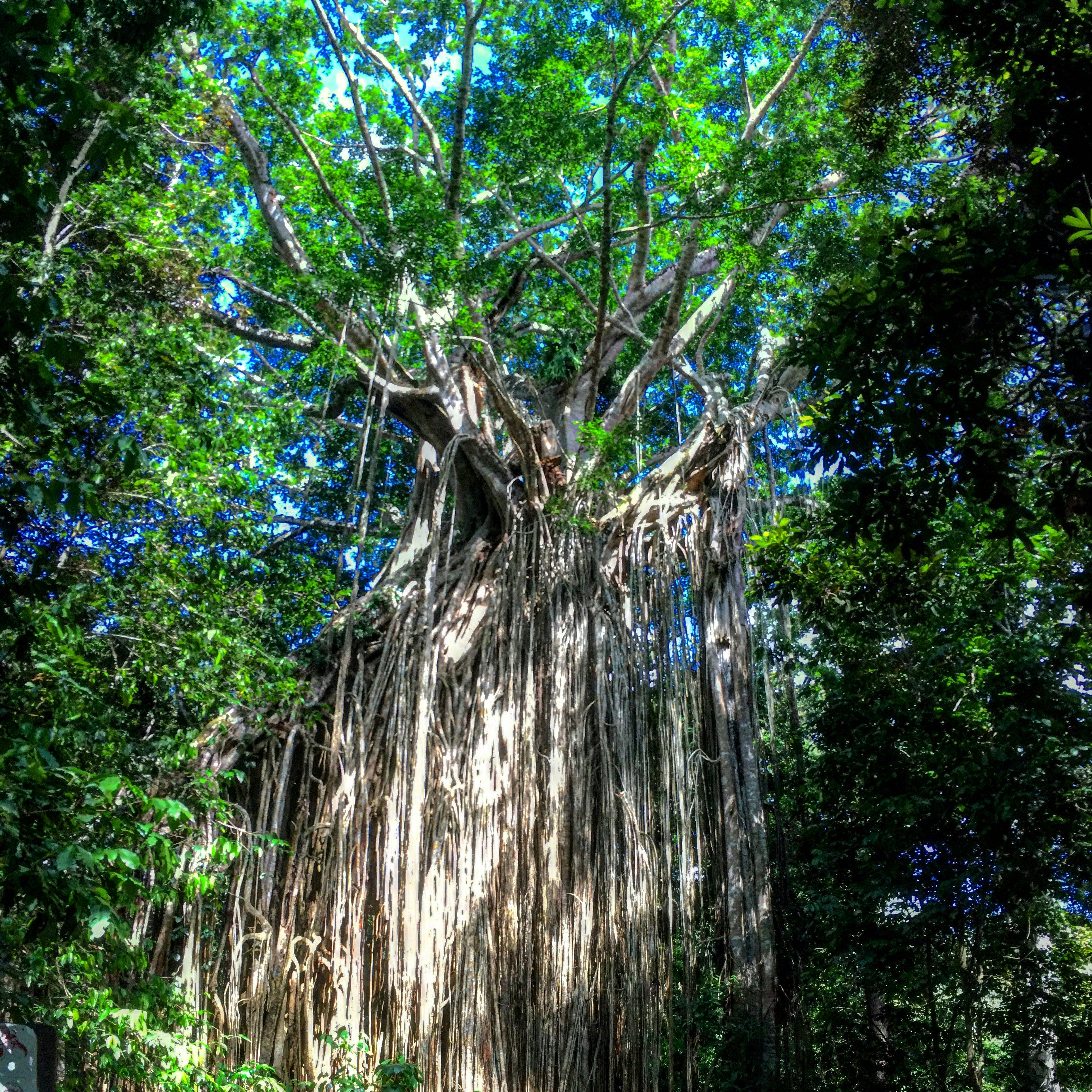 Famous Curtain Fig Tree