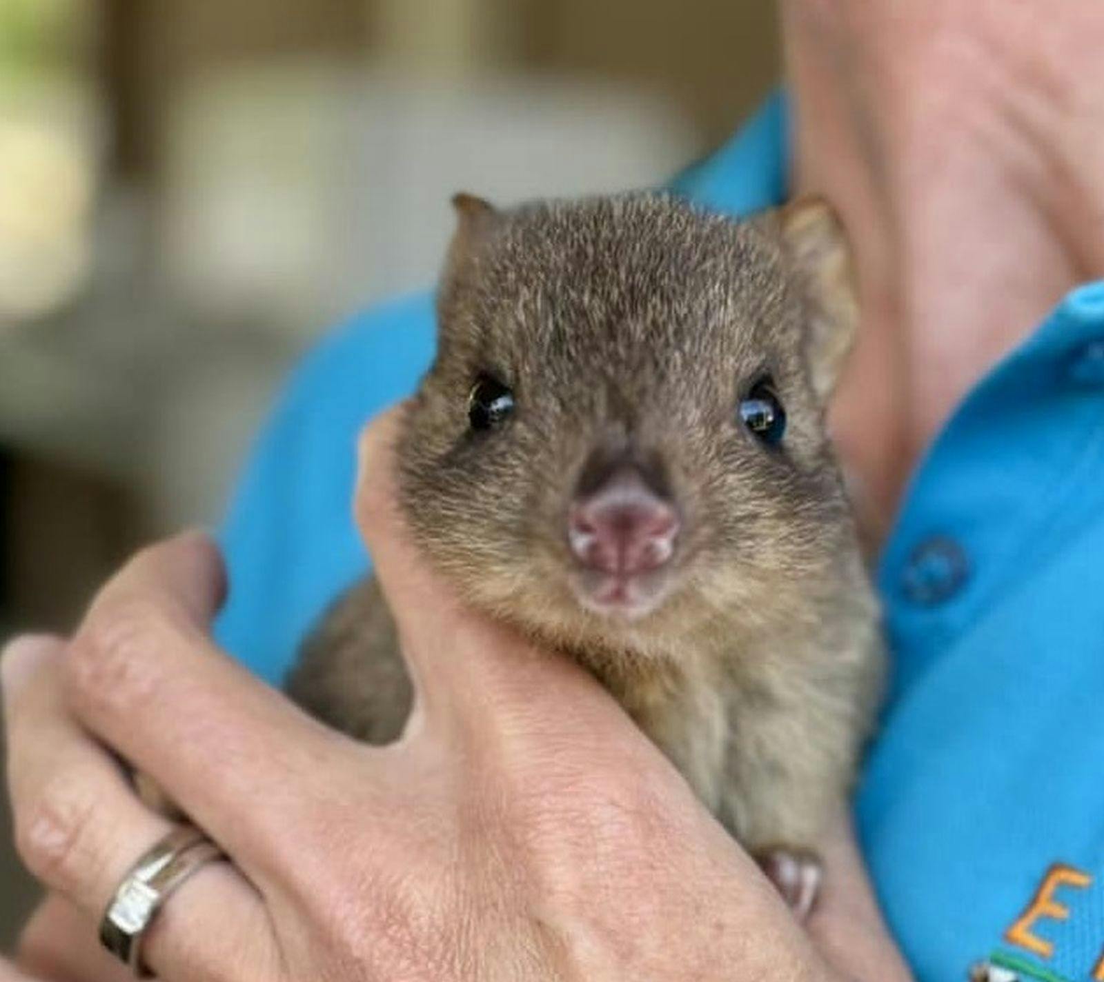Lady with possum