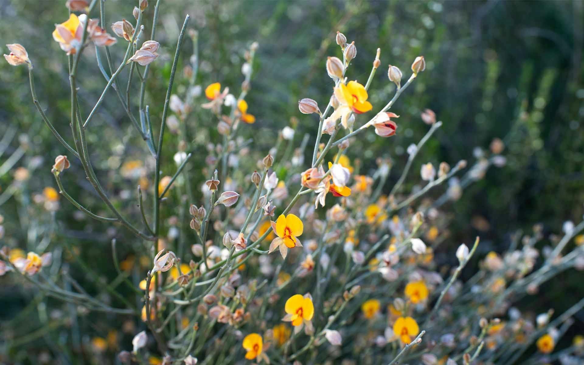 A small wildflower with yellow petals