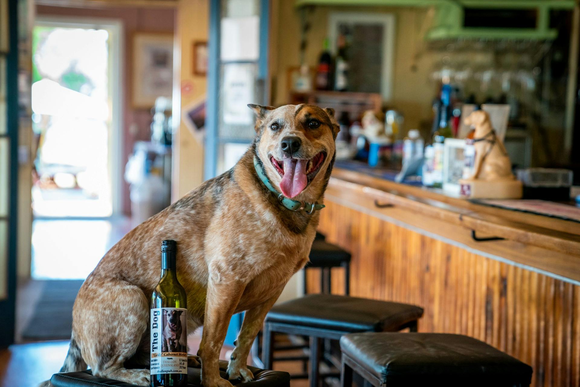 dog on bar