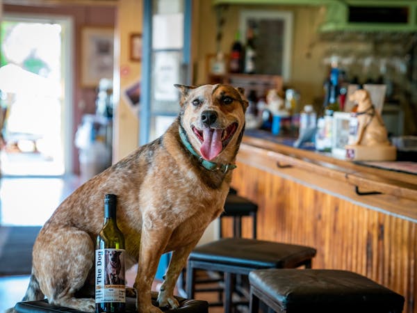 dog on bar