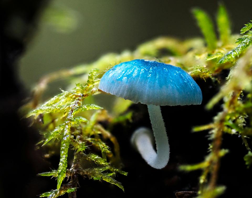Tarkine Trails photo